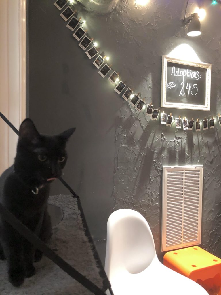 Mac Tabby Cat Cafe adoption wall